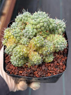 Variegated Mammillaria Schumannii Cluster Live Cactus Seed Grown #420