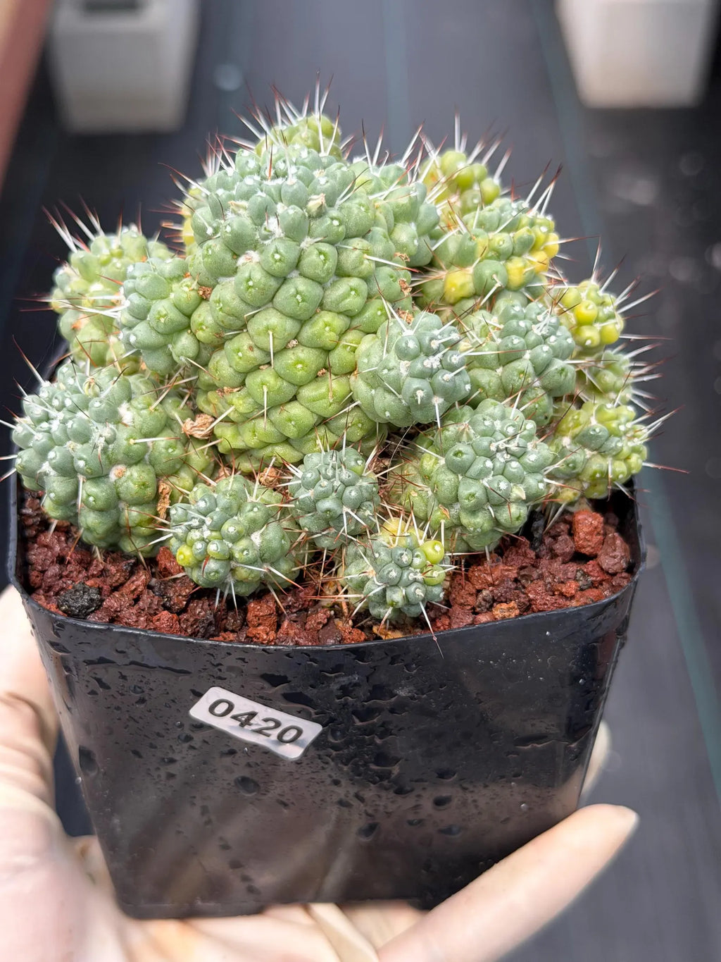 Variegated Mammillaria Schumannii Cluster Live Cactus Seed Grown #420