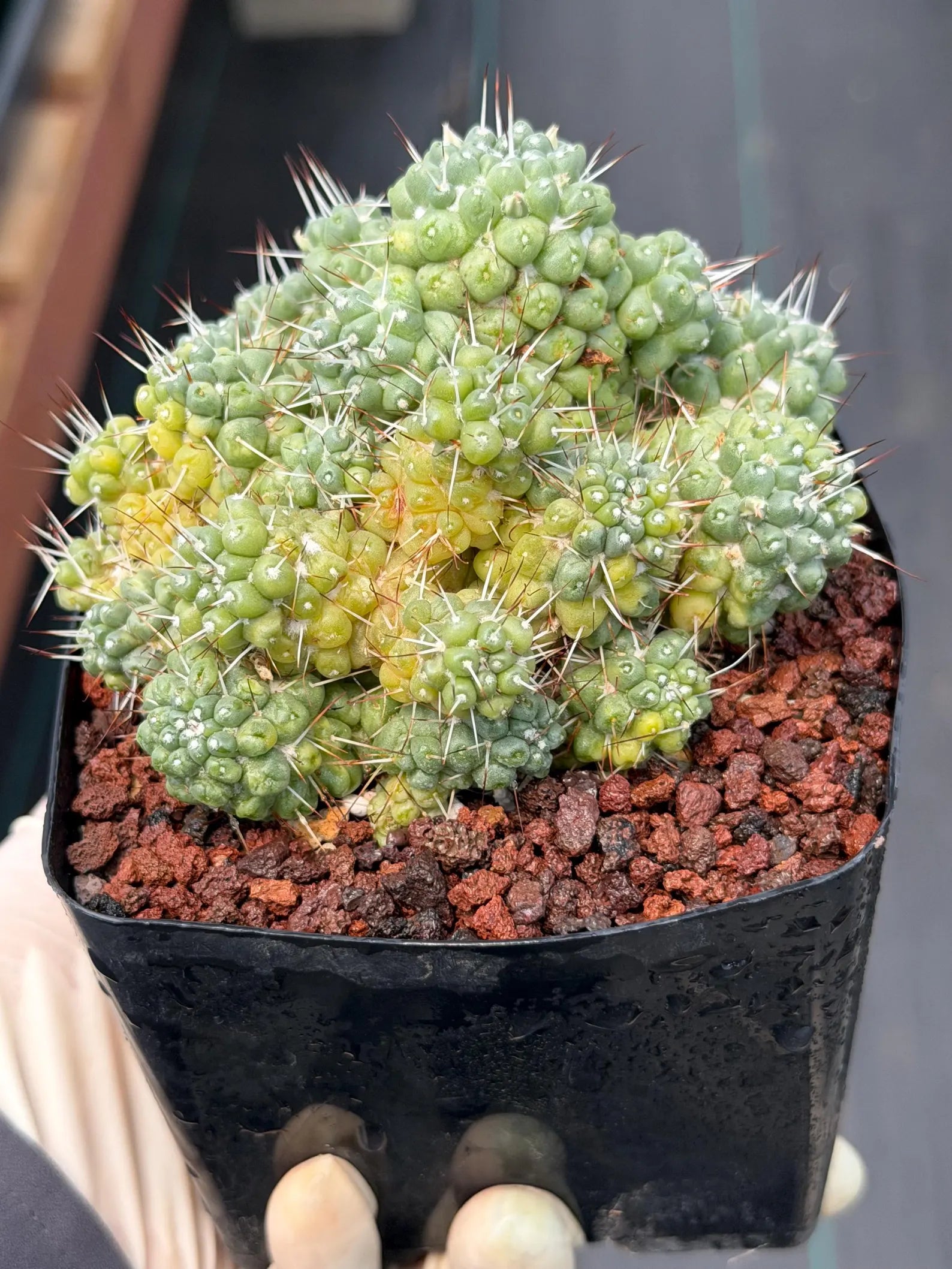 Variegated Mammillaria Schumannii Cluster Live Cactus Seed Grown #420