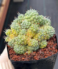 Variegated Mammillaria Schumannii Cluster Live Cactus Seed Grown #420