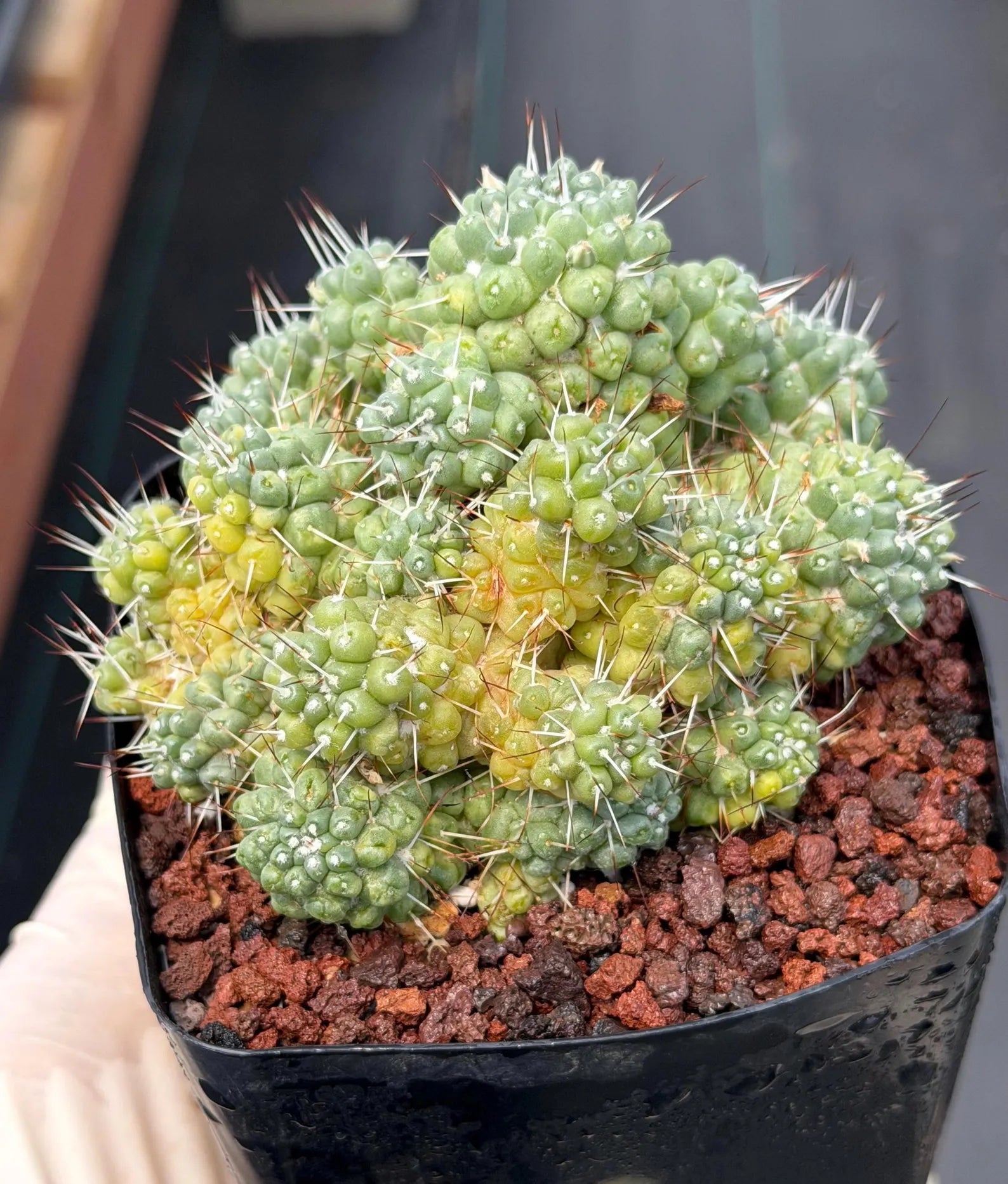 Variegated Mammillaria Schumannii Cluster Live Cactus Seed Grown #420