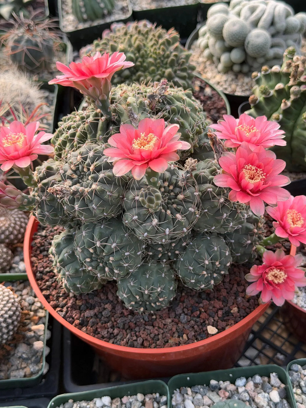 Crested Gymnocalycium Baldianum Cluster | Rare Seed-Grown Cactus