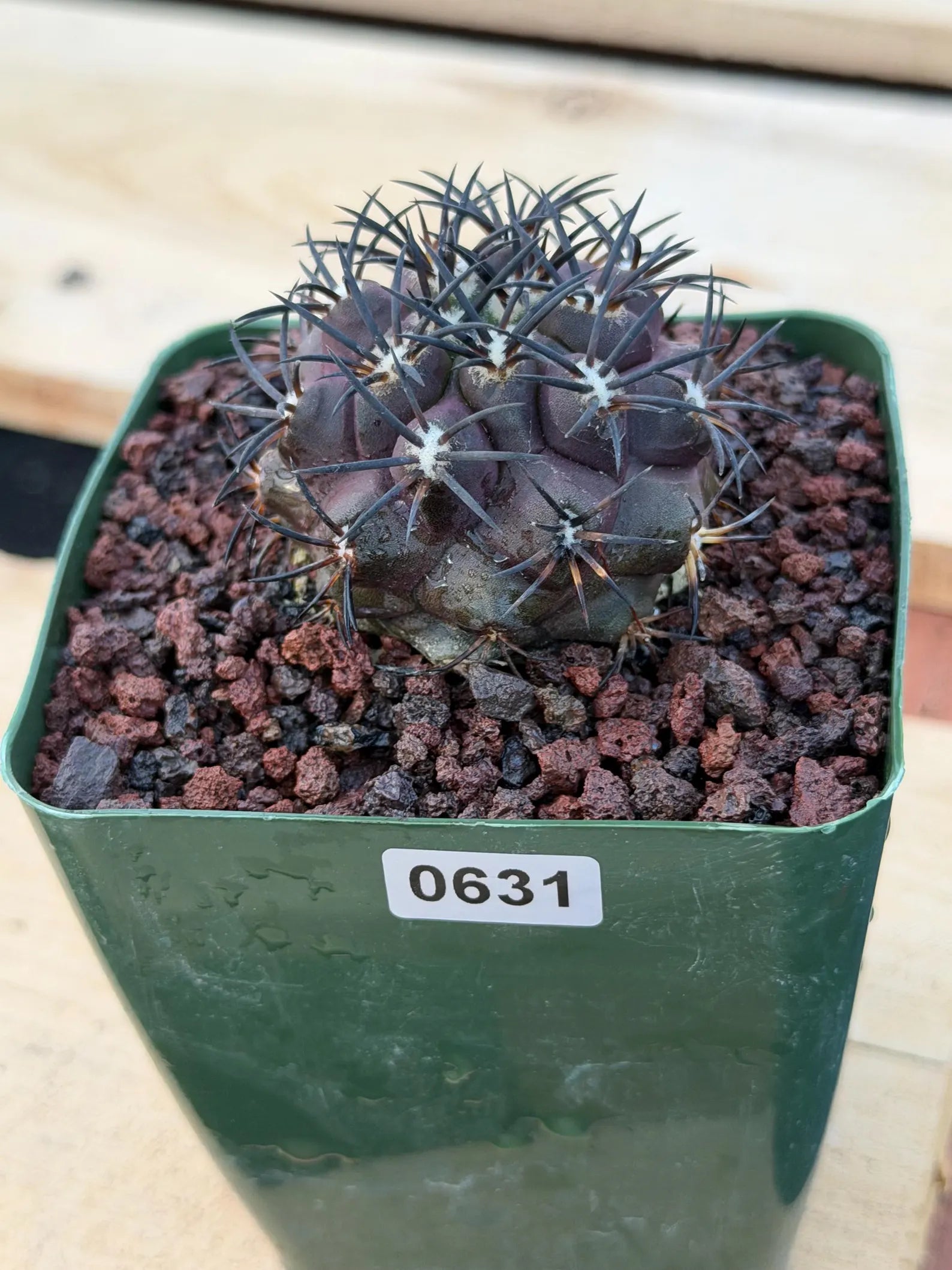 Copiapoa Dura Rare Seed Grown Live Cactus #631