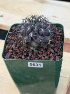 Copiapoa Dura Rare Seed Grown Live Cactus #631