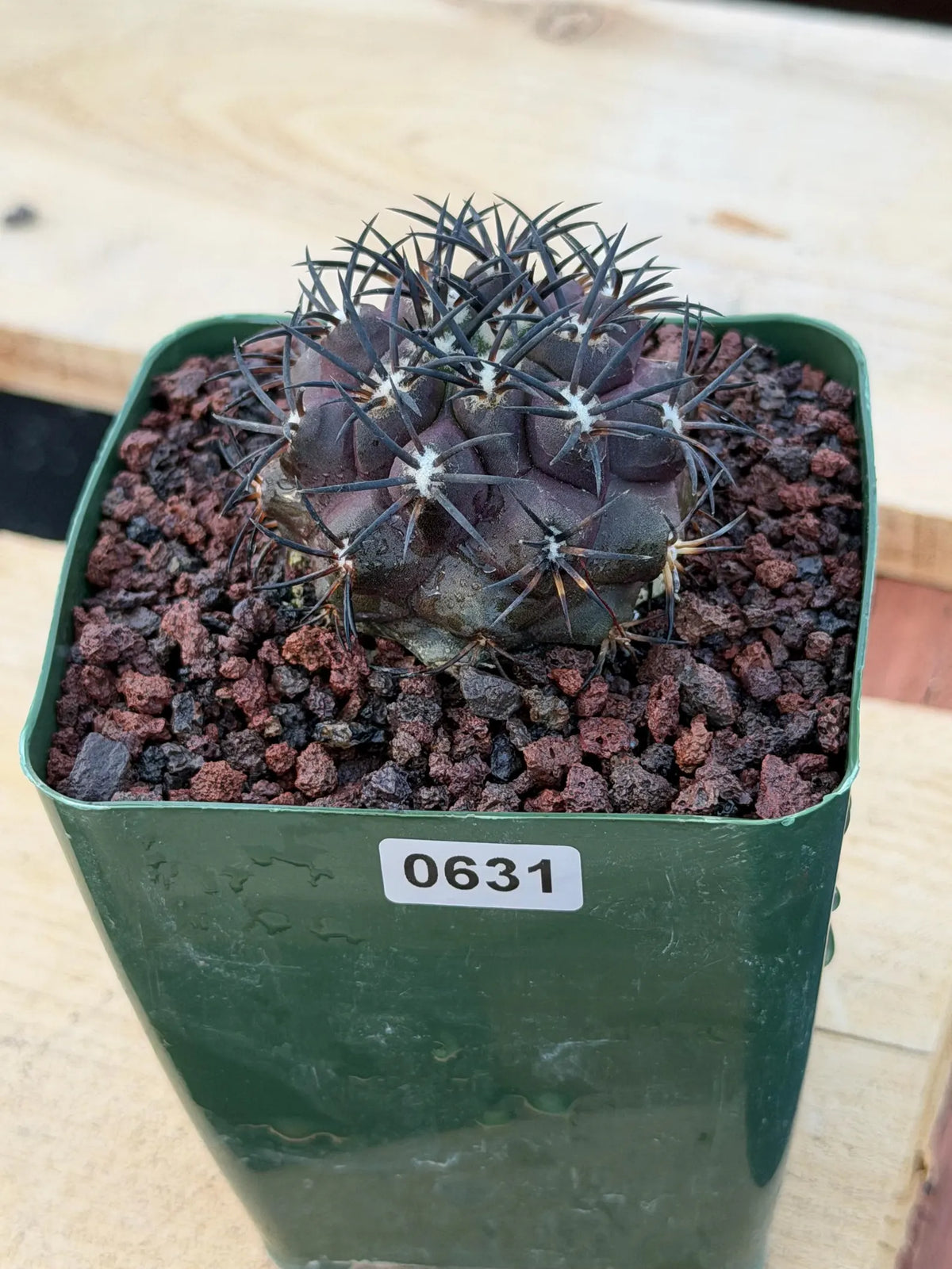 Copiapoa Dura Rare Seed Grown Live Cactus #631