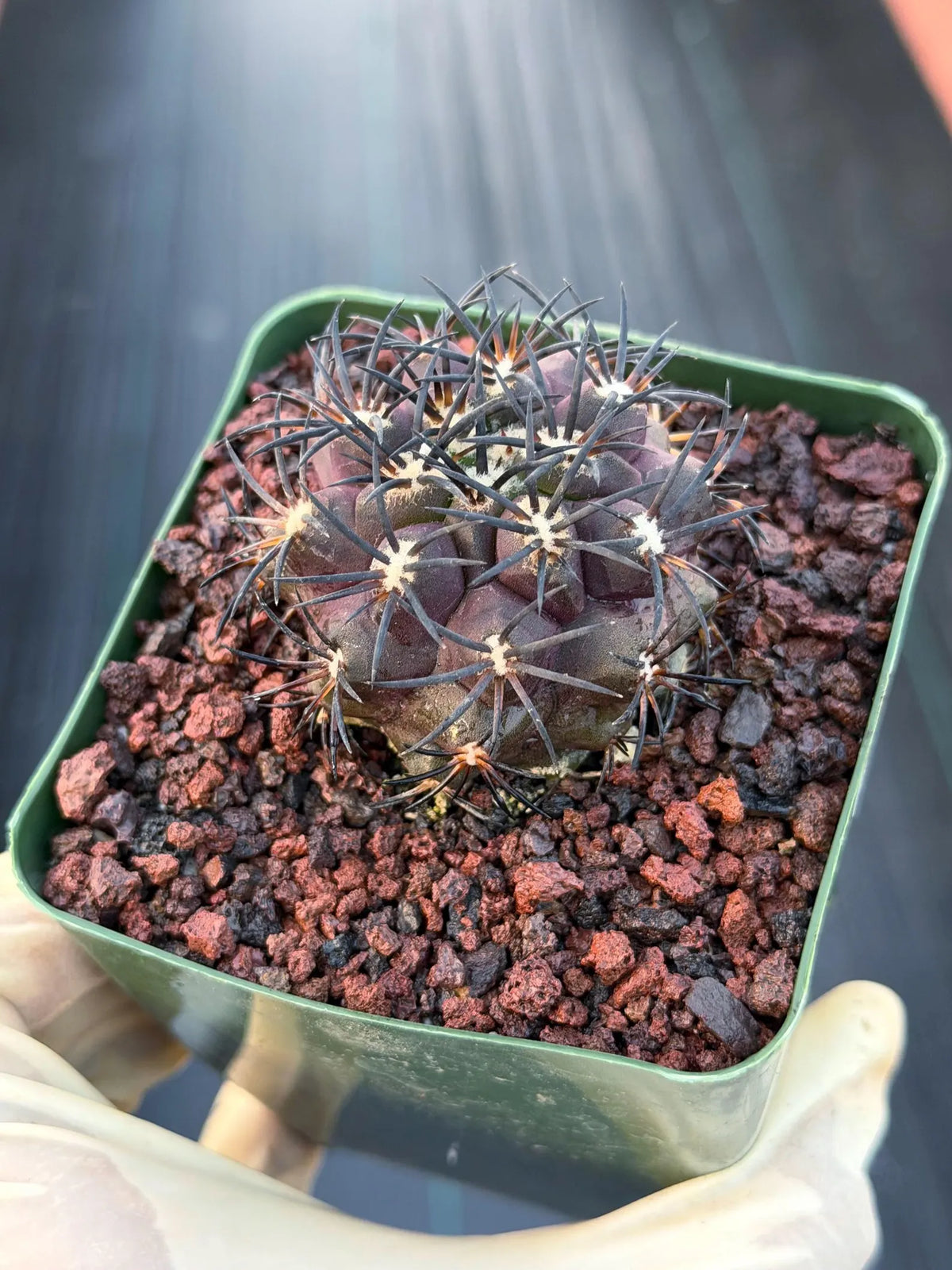Copiapoa Dura Rare Seed Grown Live Cactus #631