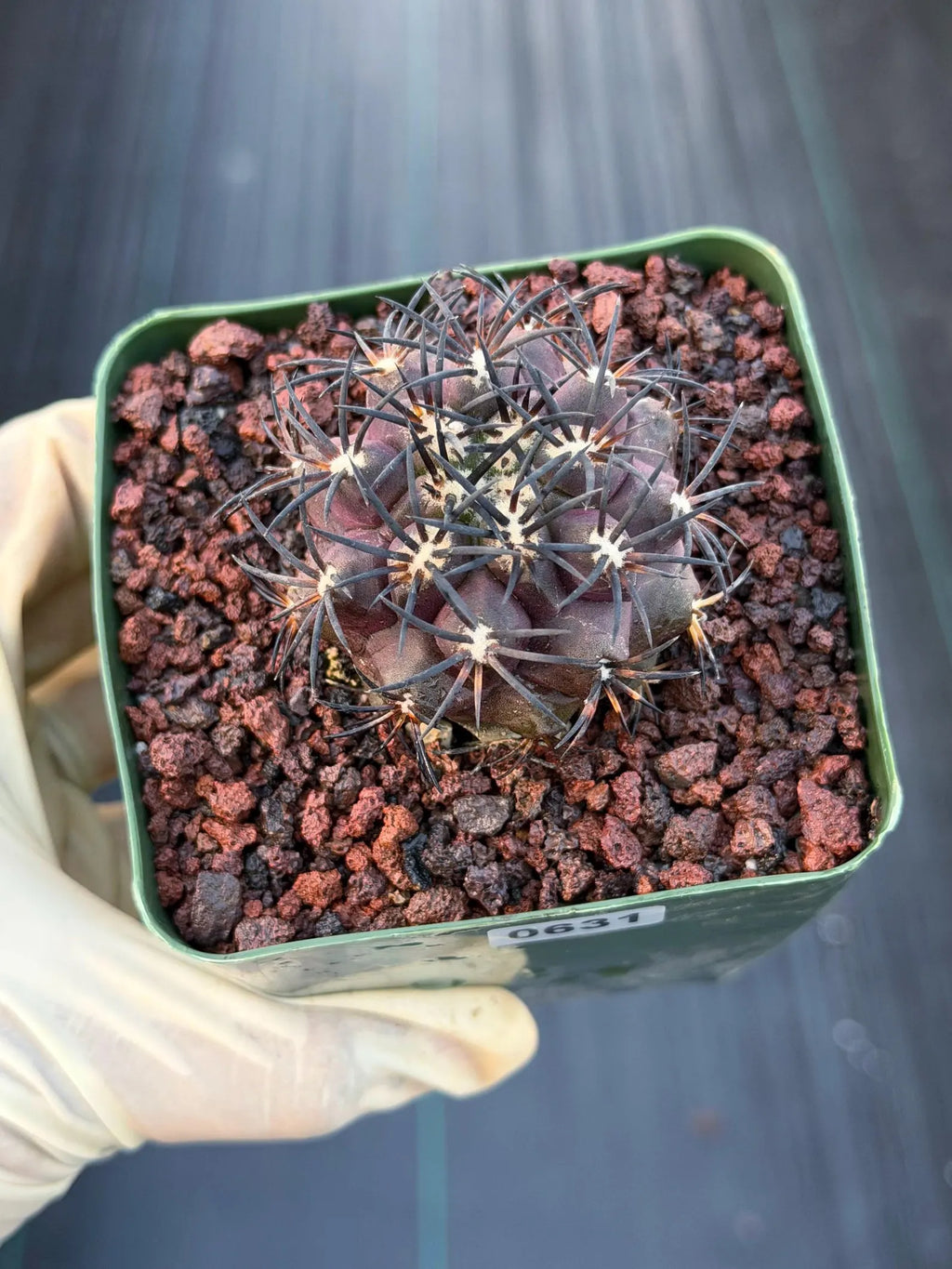 Copiapoa Dura Rare Seed Grown Live Cactus #631
