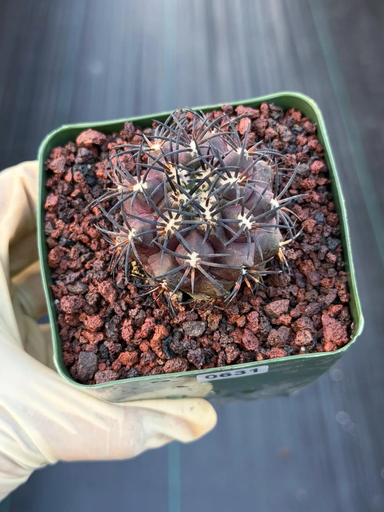 Copiapoa Dura Rare Seed Grown Live Cactus #631