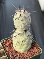 Tephrocactus Geometricus Diablo Black Spine Cactus #713