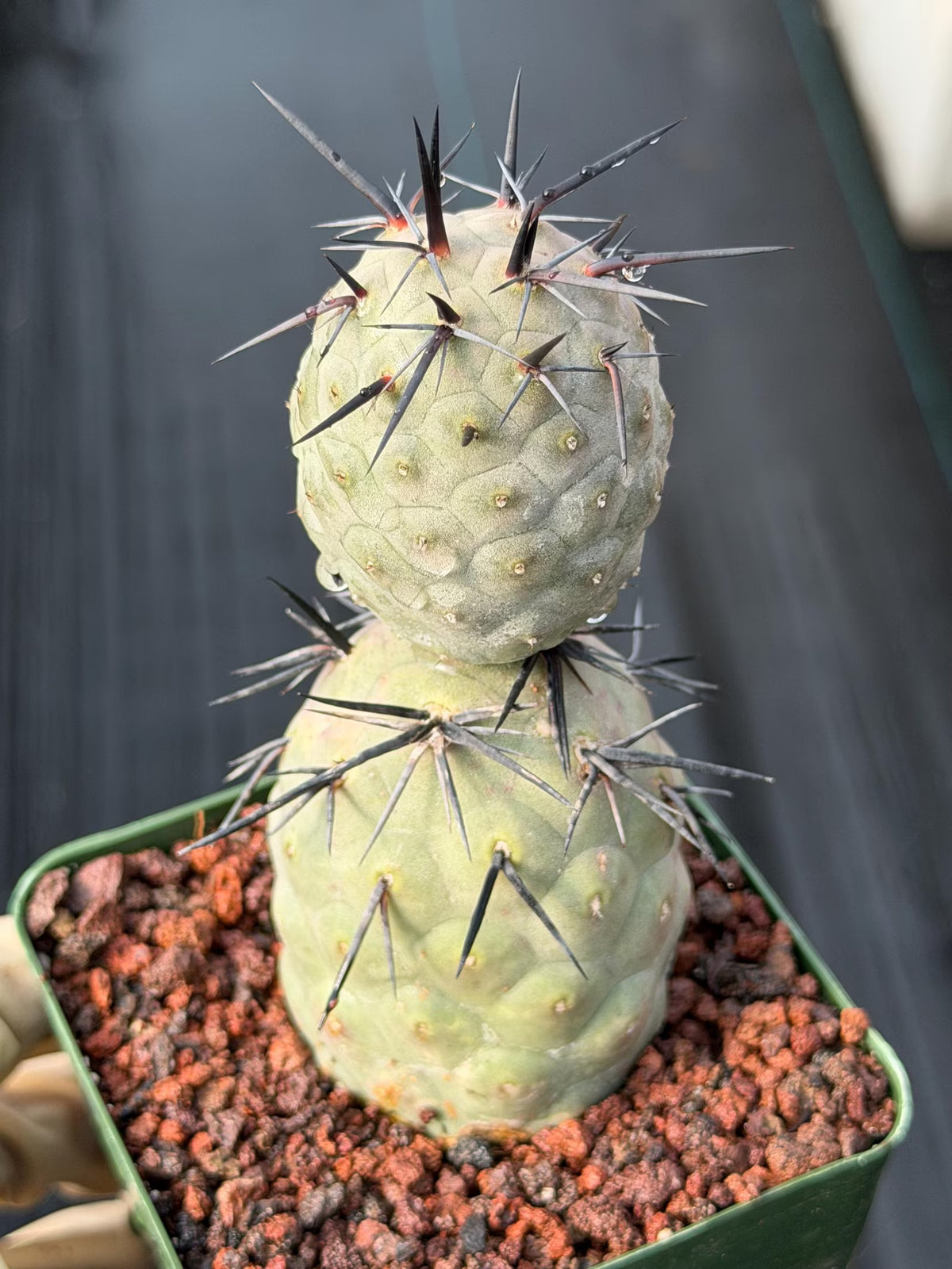 Tephrocactus Geometricus Diablo Black Spine Cactus #713