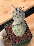 Tephrocactus Geometricus Diablo Black Spine Cactus #713