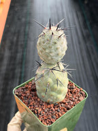 Tephrocactus Geometricus Diablo Black Spine Cactus #713
