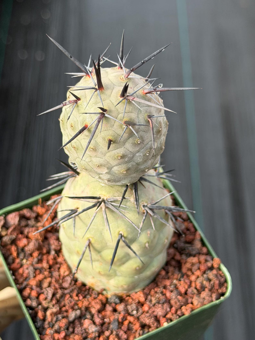 Tephrocactus Geometricus Diablo Black Spine Cactus #713
