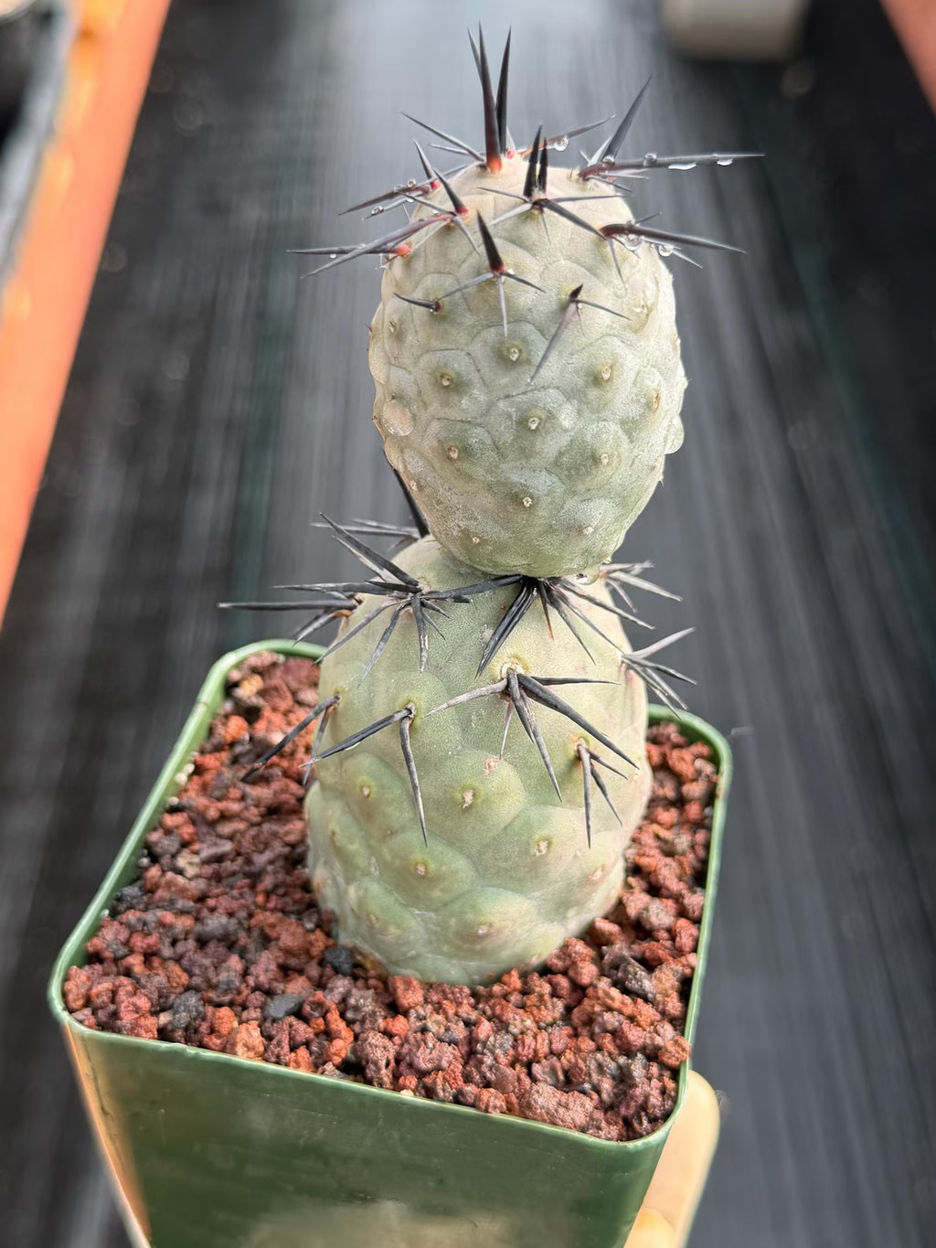 Tephrocactus Geometricus Diablo Black Spine Cactus #713