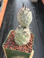 Tephrocactus Geometricus Diablo Black Spine Cactus #713