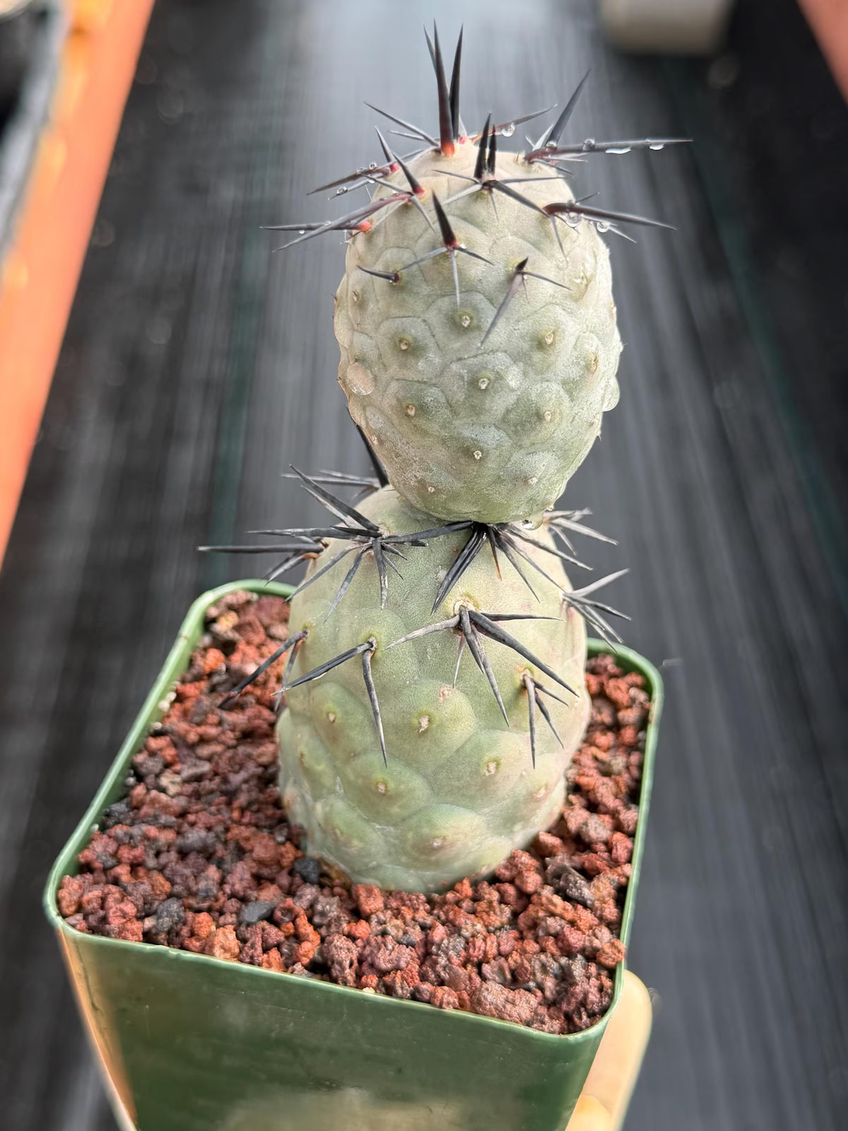 Tephrocactus Geometricus Diablo Black Spine Cactus #713