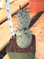 Tephrocactus Geometricus Diablo Black Spine Cactus #713