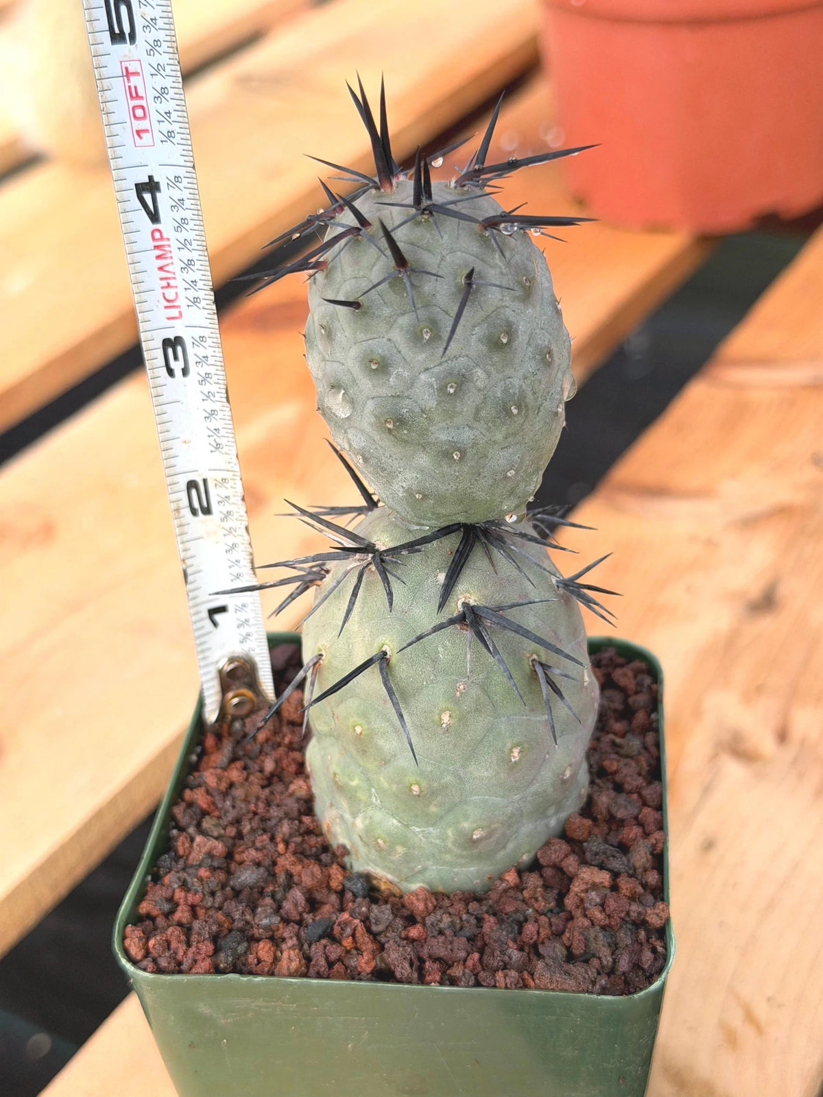 Tephrocactus Geometricus Diablo Black Spine Cactus #713
