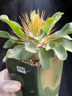 Pachypodium Namaquanum Seed Grown Rare Live Succulent #757