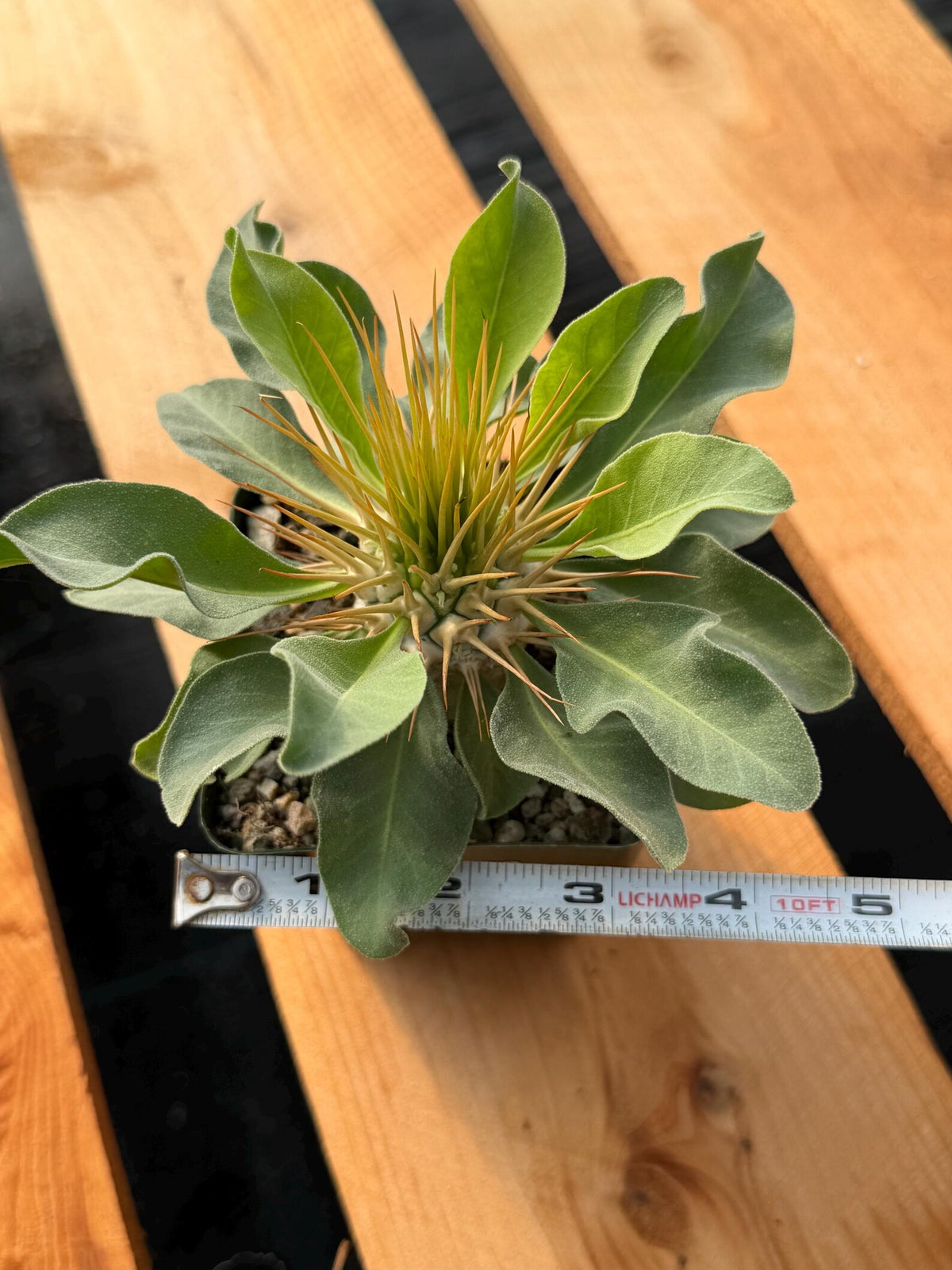 Pachypodium Namaquanum Seed Grown Rare Live Succulent #757