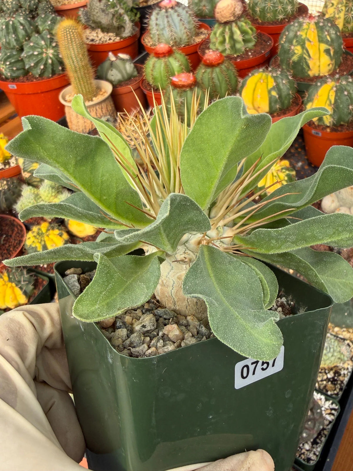 Pachypodium Namaquanum Seed Grown Rare Live Succulent #757