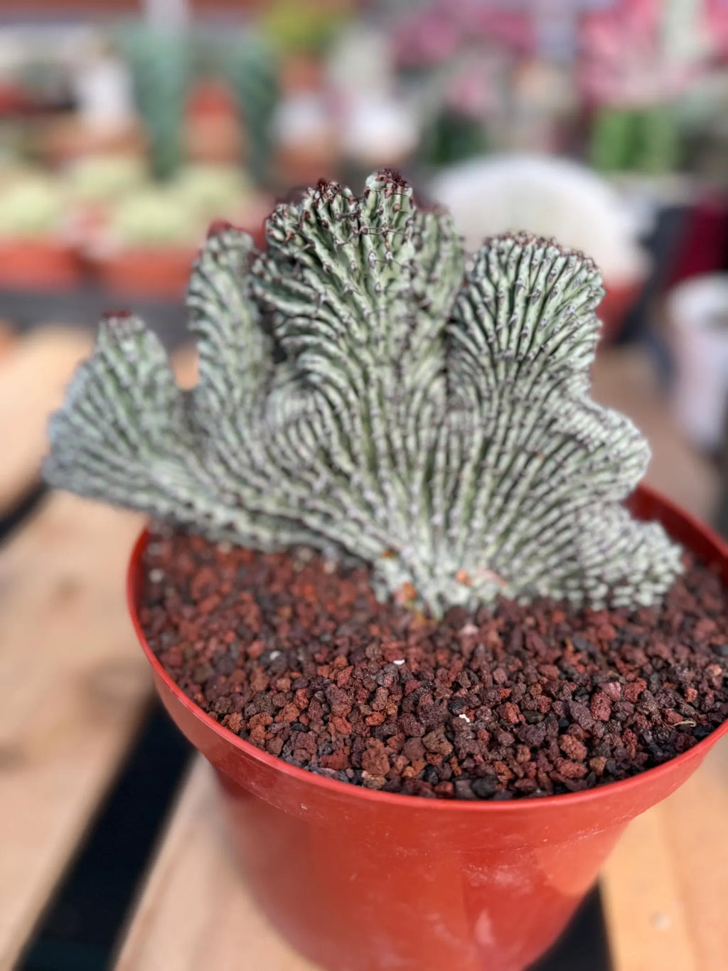 Crested Euphorbia Confinalis on Short Graft | Rare Succulent #877