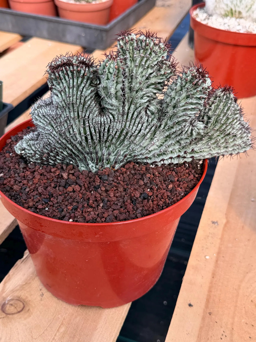 Crested Euphorbia Confinalis on Short Graft | Rare Succulent #877