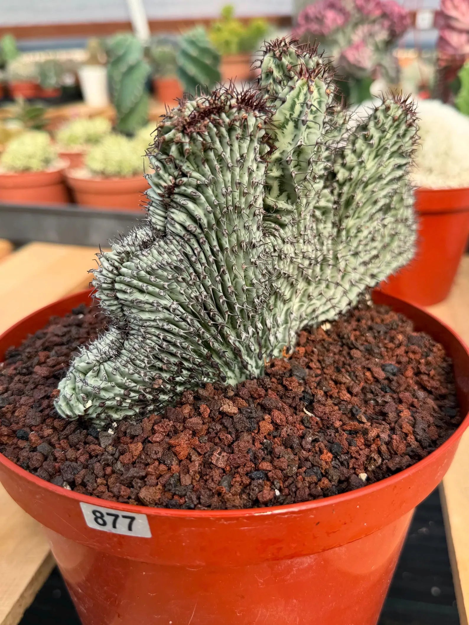 Crested Euphorbia Confinalis on Short Graft | Rare Succulent #877