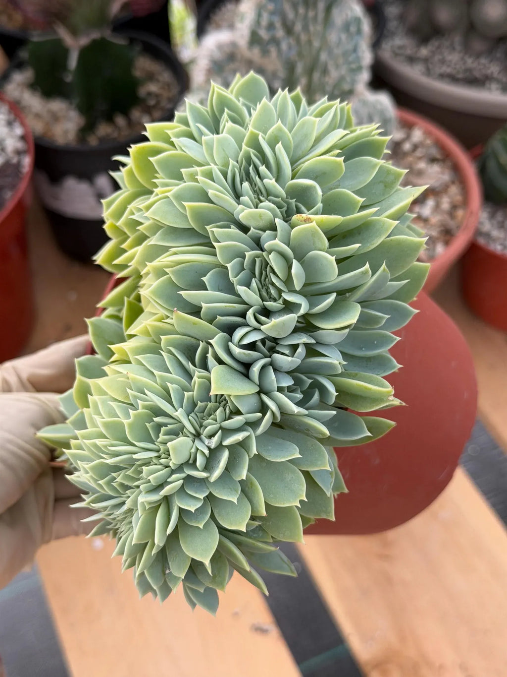 Crested Echeveria Blue Atoll | Rare Live Succulent Plant