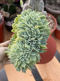 Crested Echeveria Blue Atoll | Rare Live Succulent Plant