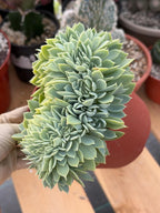 Crested Echeveria Blue Atoll | Rare Live Succulent Plant