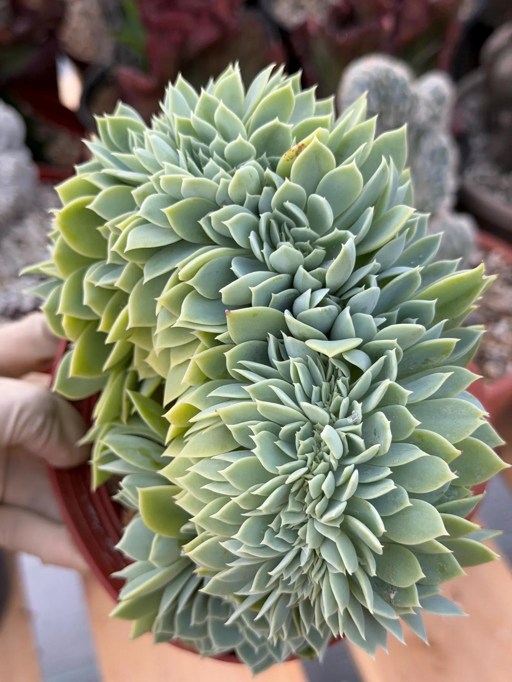 Crested Echeveria Blue Atoll | Rare Live Succulent Plant