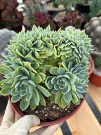 Crested Echeveria Blue Atoll | Rare Live Succulent Plant