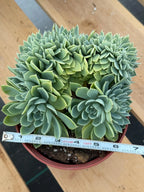 Crested Echeveria Blue Atoll | Rare Live Succulent Plant