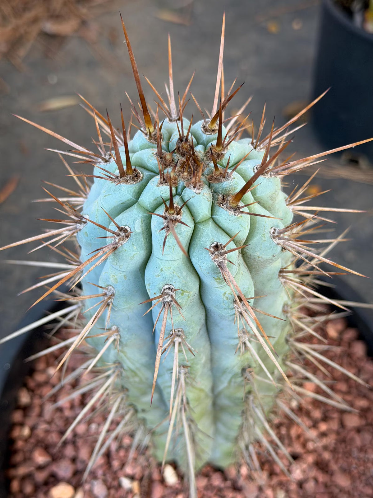 Browningia Hertlingiana | Rare Blue Cactus | 11" Specimen