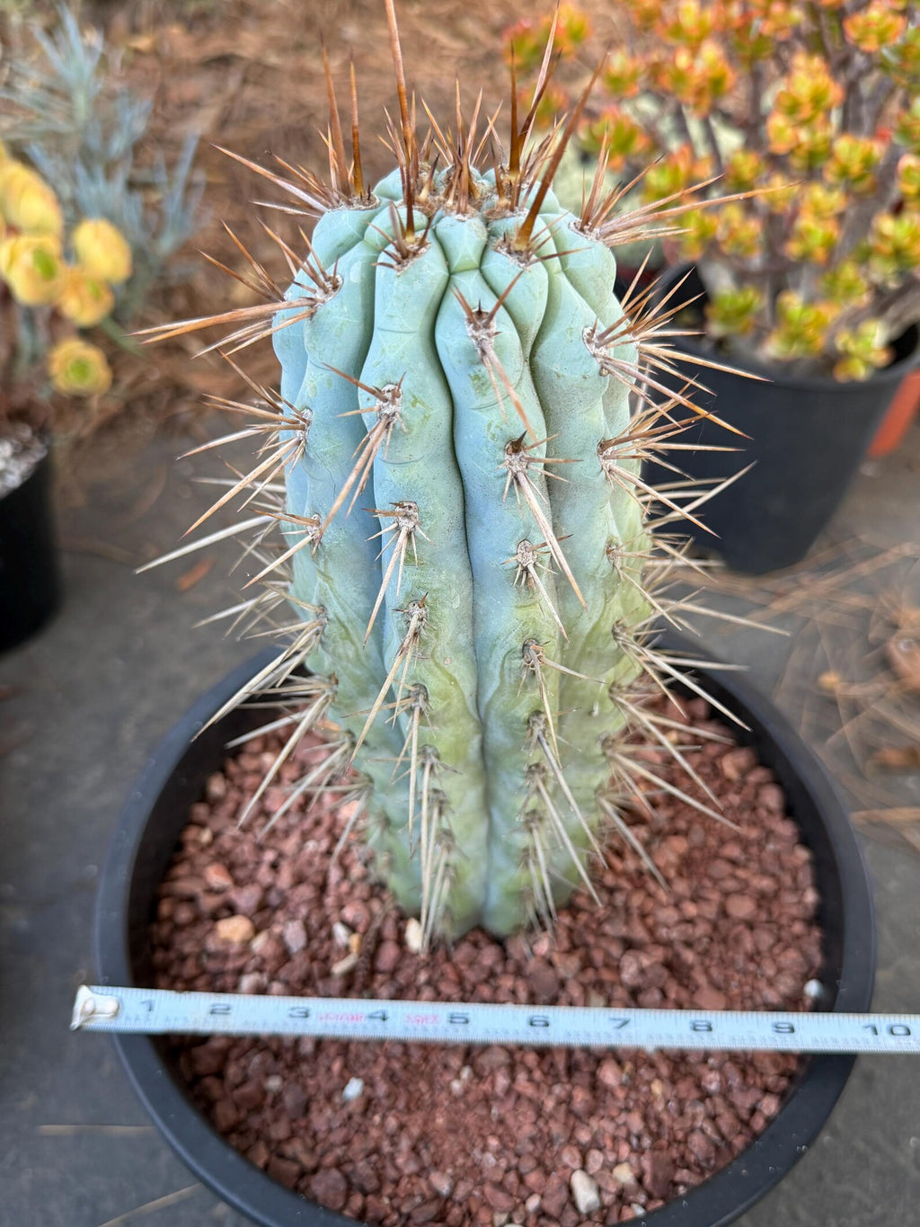 Browningia Hertlingiana | Rare Blue Cactus | 11" Specimen
