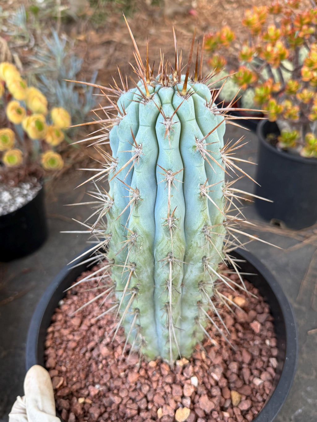 Browningia Hertlingiana | Rare Blue Cactus | 11" Specimen