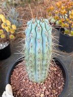 Browningia Hertlingiana | Rare Blue Cactus | 11" Specimen