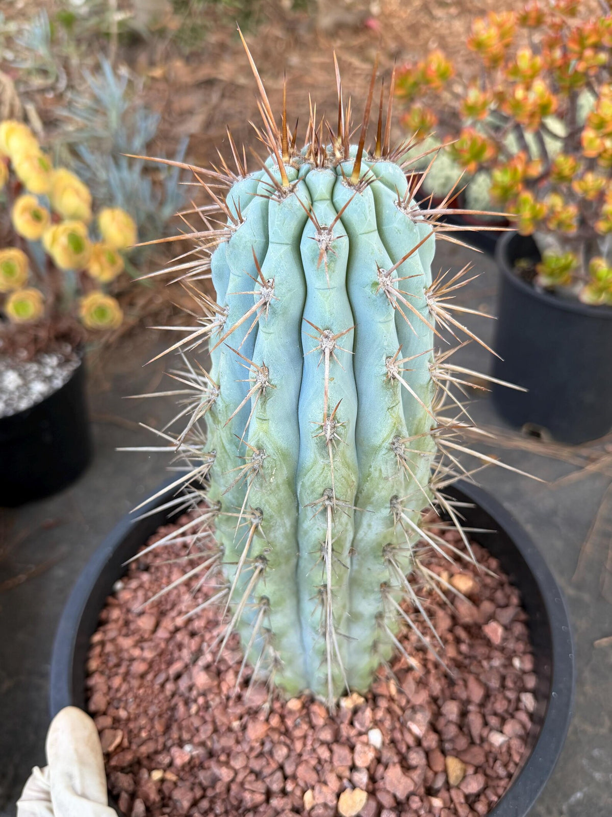 Browningia Hertlingiana | Rare Blue Cactus | 11" Specimen