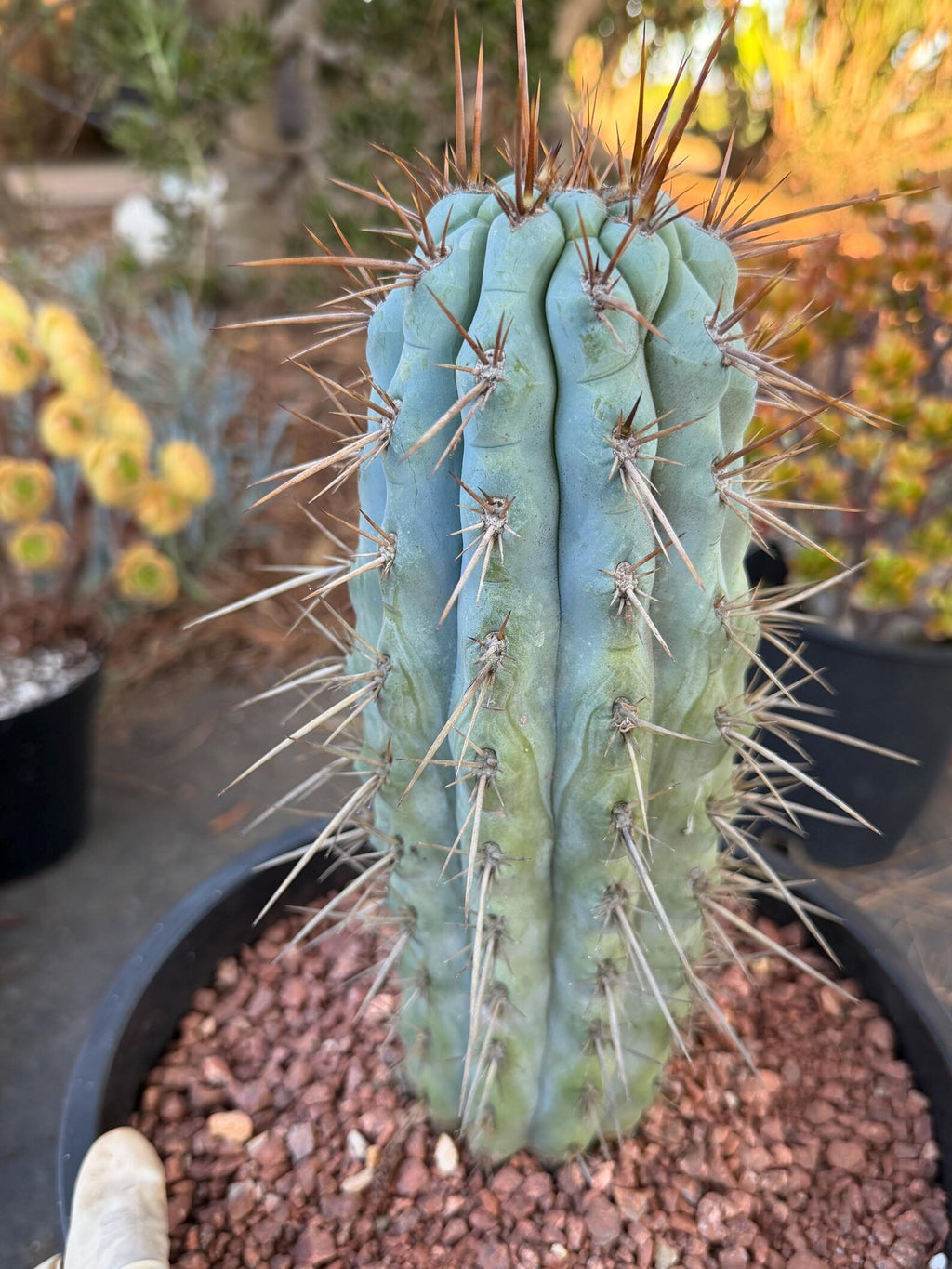 Browningia Hertlingiana | Rare Blue Cactus | 11" Specimen