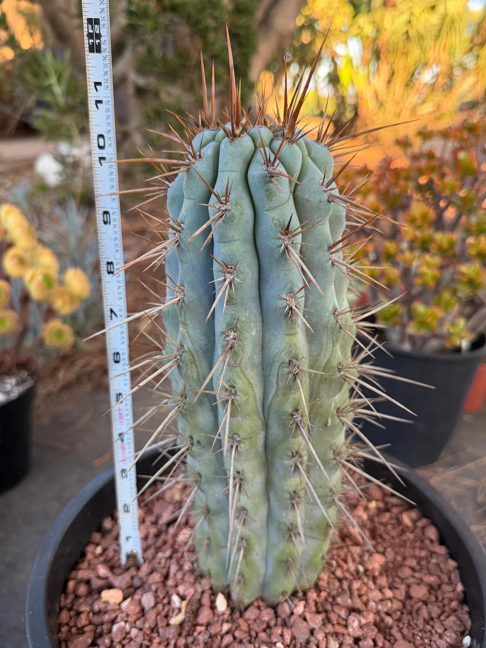 Browningia Hertlingiana | Rare Blue Cactus | 11" Specimen