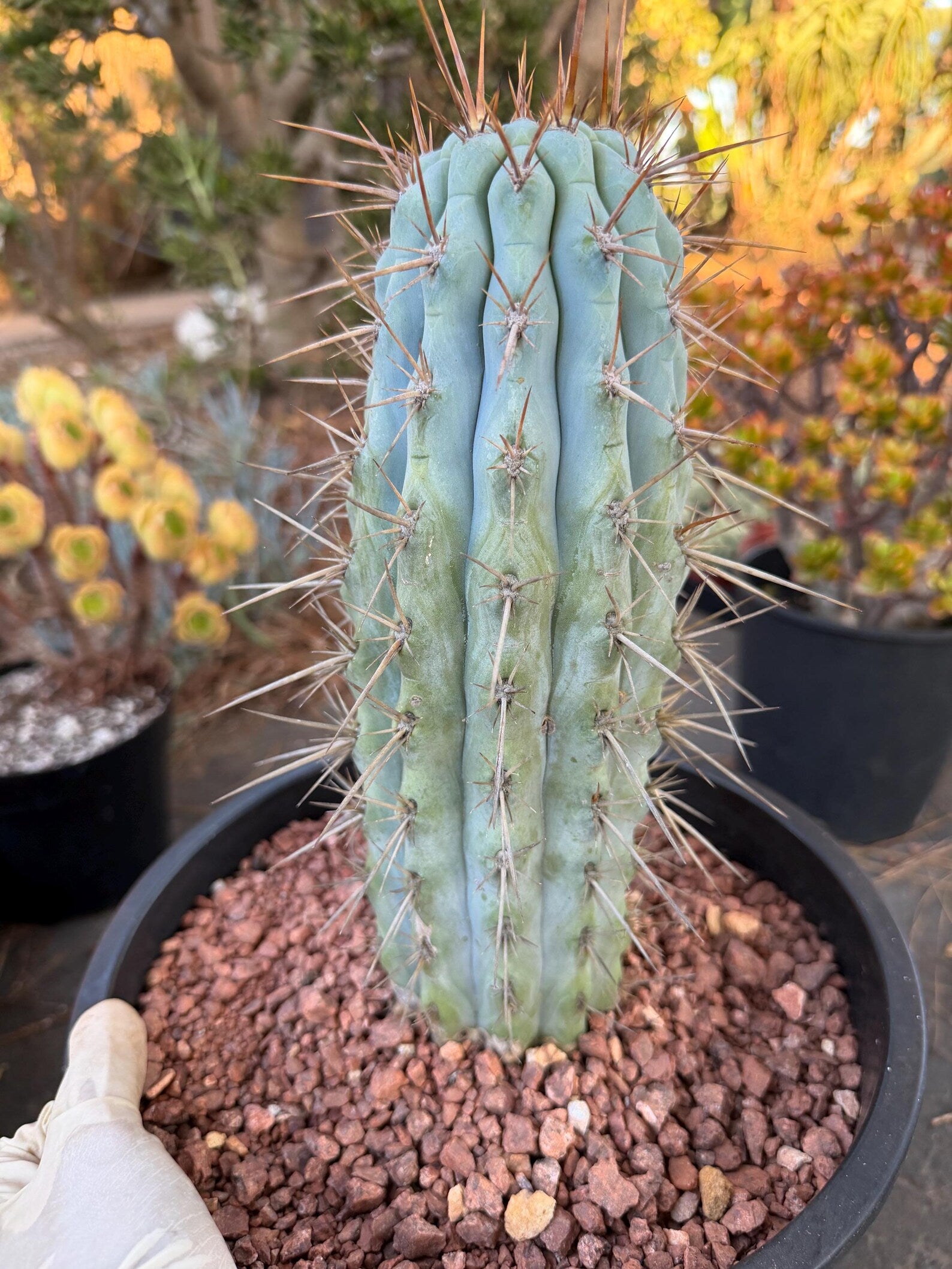 Browningia Hertlingiana | Rare Blue Cactus | 11" Specimen