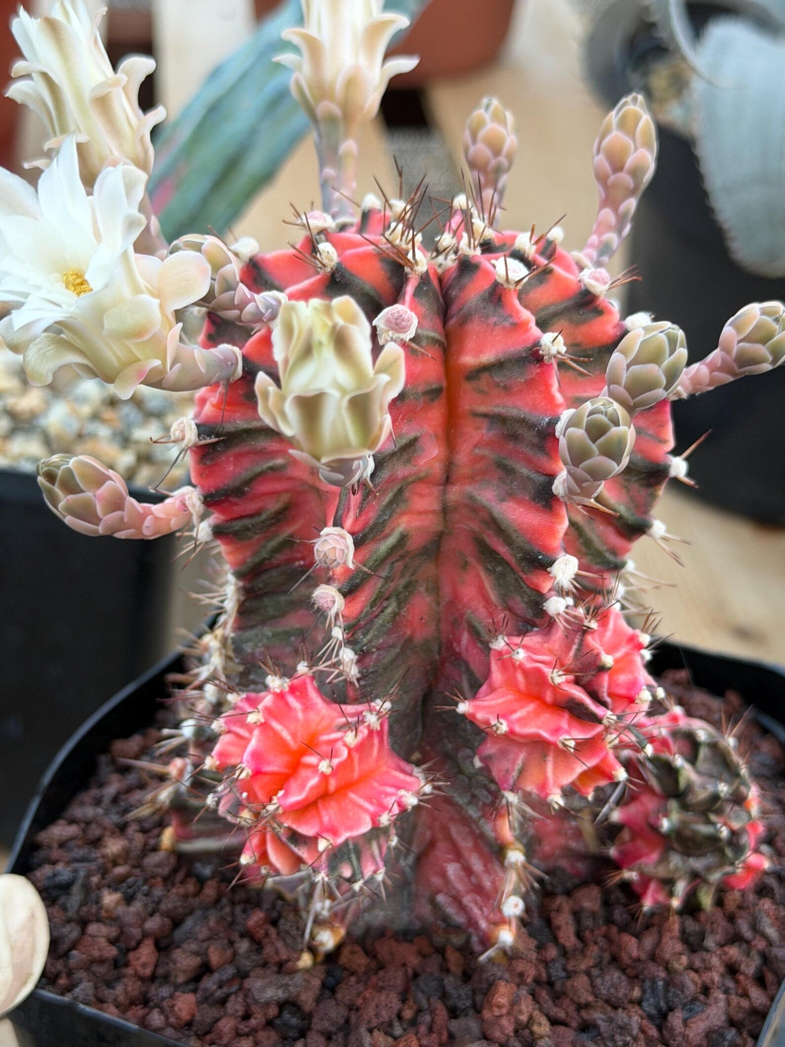 Variegated Gymnocalycium Mihanovichii Fukuryu with Pups #879