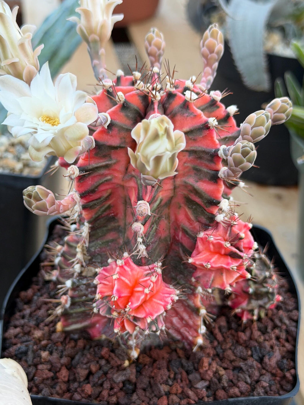Variegated Gymnocalycium Mihanovichii Fukuryu with Pups #879