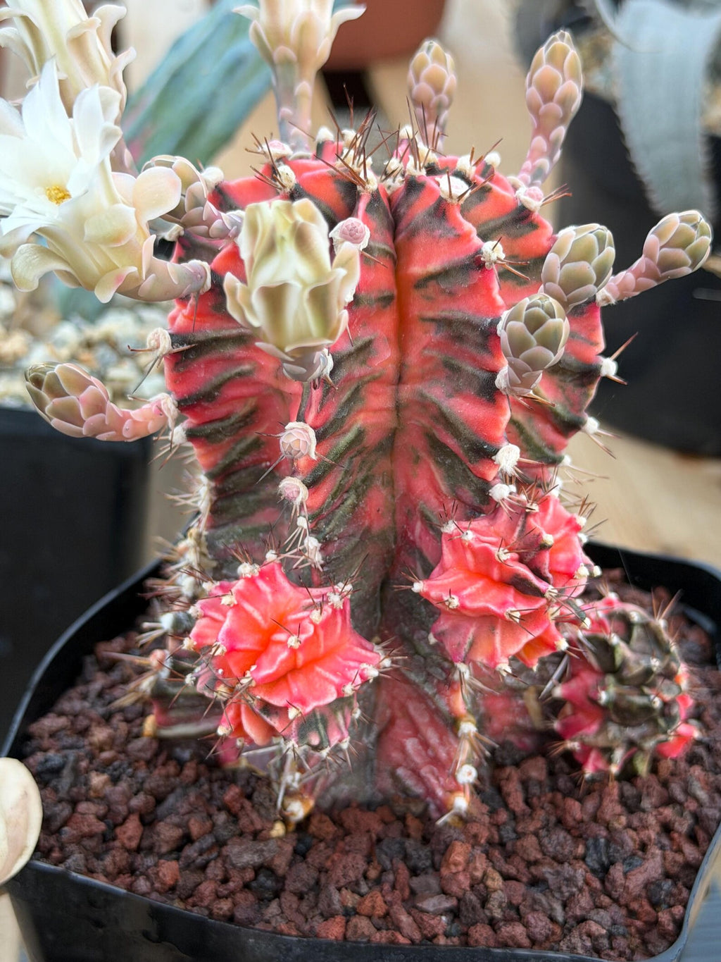 Variegated Gymnocalycium Mihanovichii Fukuryu with Pups #879