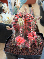 Variegated Gymnocalycium Mihanovichii Fukuryu with Pups #879