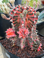 Variegated Gymnocalycium Mihanovichii Fukuryu with Pups #879
