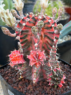 Variegated Gymnocalycium Mihanovichii Fukuryu with Pups #879