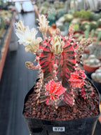Variegated Gymnocalycium Mihanovichii Fukuryu with Pups #879