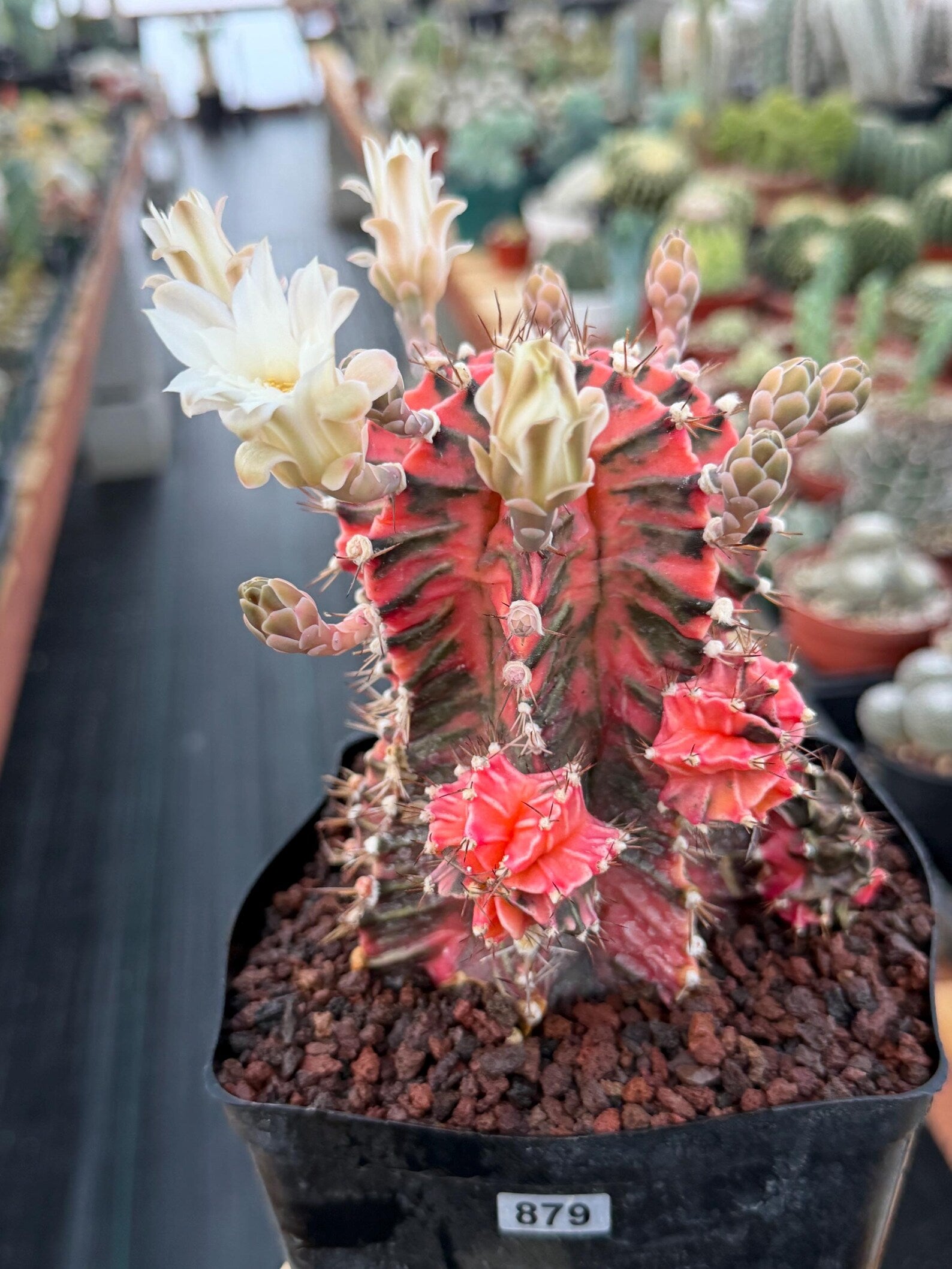 Variegated Gymnocalycium Mihanovichii Fukuryu with Pups #879